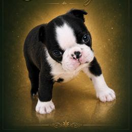 Male 1 - Brindle and white male Boston Terrier puppy in Shell Knob, Missouri from Stoneridge Kennel