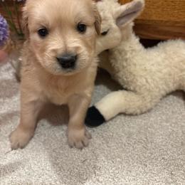 Ester - Golden female Golden Retriever puppy in Grant County, Indiana from On The Sunny Side Pavey Farms