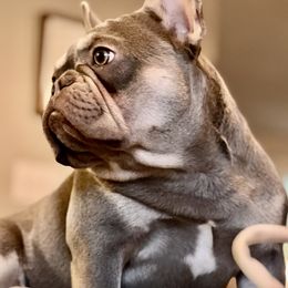 Pudge - French Bulldog