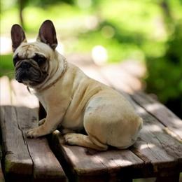 Karla - French Bulldog