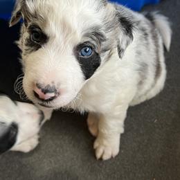 Border Collie Puppies from Roaring River Border Collies