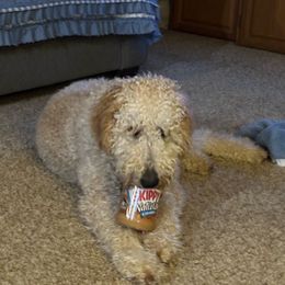 Jelly Bean - Cream Goldendoodle puppy in Minerva, Ohio from Milligan Valley Goldens & Doodles