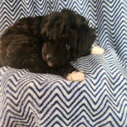 Colt - Black male Poodle puppy in Attleboro, Massachusetts from Treasured Hearts Chihuahuas and Toy/mini poodles