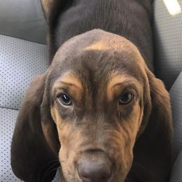 Basset Hounds and Bloodhounds from HNH Hounds