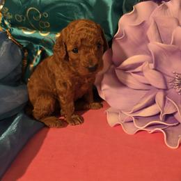 Lily - Red  female Poodle puppy in Fort Salonga, New York from Blues Performance Poodles