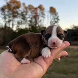 Maple - Red and white female American Corgi puppy in Inverness, Florida from Canaan Farm Corgis