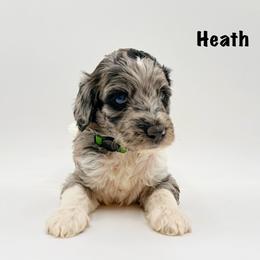 Heath - Merle male Goldendoodle puppy in Milford, Pennsylvania from Doodles Are Golden