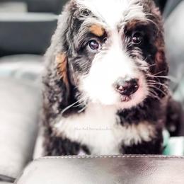 Bernedoodle Puppies from Blue Bell Bernedoodles