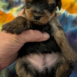 Toby - Black and tan female Yorkshire Terrier puppy in East Alton, Illinois from Yorkies of the Shire