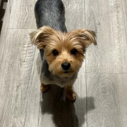 Yorkshire Terriers from Sunset Ranch