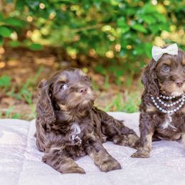 Cockapoo Puppies from Magnolia Hill Doodles