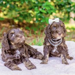 Cockapoo Puppies from Magnolia Hill Doodles