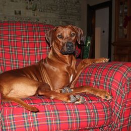 Rhodesian Ridgeback All Grown Up from Stoneridge Ridgebacks