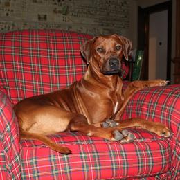 Rhodesian Ridgeback All Grown Up from Stoneridge Ridgebacks