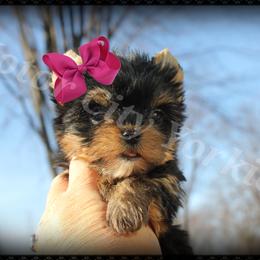 Yorkshire Terrier Puppies from Danielle's Yorkie Babies