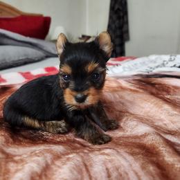 Deuce - Black and tan female Yorkshire Terrier puppy in Sidney, Ohio from Little Yorkie World