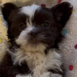 Chocolate Liver Parti Female - Liver female Shih Tzu puppy in Kodak, Tennessee from Cutshall Babies