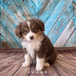 Mopsy - Red tri female Toy Australian Shepherd puppy in West Point, Nebraska from Plum Creek Aussies