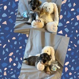 Miniature Schnauzer Puppies from Simply Charming Mini’s