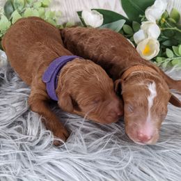 Goldendoodle and Poodle Puppies from Arizona Poodle Queen
