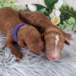 Goldendoodle and Poodle Puppies from Arizona Poodle Queen