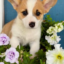 Corrie - Red female Pembroke Welsh Corgi puppy in Brashear, Texas from Sherwood Acres Pembrokes