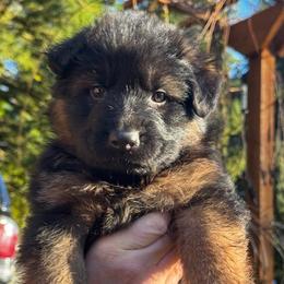 Borys - Black and red male German Shepherd puppy in Snohomish, Washington from Wataha Shepherds