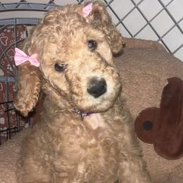 Susie - Red  female Goldendoodle puppy in Fort Hood, Texas from Davis Doodles