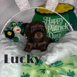 Lucky - Chocolate and cream male Dachshund puppy in Monitor, Washington from Shannon Dolly’s Dachshunds