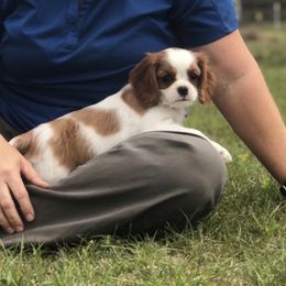 Cavalier King Charles Spaniel and Xoloitzcuintli Puppies from Kingslee Cavaliers