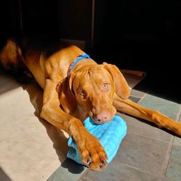 Vizslas from Wingpointer Gun Dogs