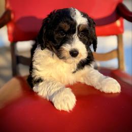 Marie - Black tri-color female Aussiedoodle puppy in Ohio from Holley Doodles