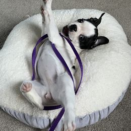 Boston Terrier Puppies from Dixe Hill Dogs