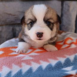 Male 1 Snickers - Sable male Pembroke Welsh Corgi puppy in Bakersfield, California from Kern River Corgis