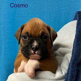 Cosmo - Fawn male Boxer puppy in Elyria, Ohio from Just-A-Wyn Boxers