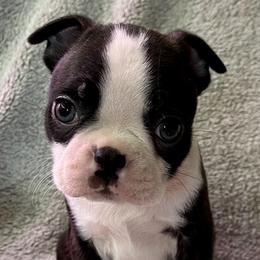 Boston Terrier Puppies from RottNBostons