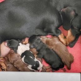 Blueprint J2 Litter - Chocolate and tan female Dachshund puppy in Mountain Grove, Missouri from Blueprint K9 Dachshunds- www.BlueprintK9.com