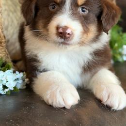 Frankie-has tail-many videos - Red tri-color male Australian Shepherd puppy in Troy, South Carolina from Australian Shepherds of 3/W Farms