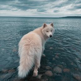 Nanook - Siberian Husky