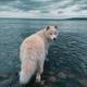 Nanook