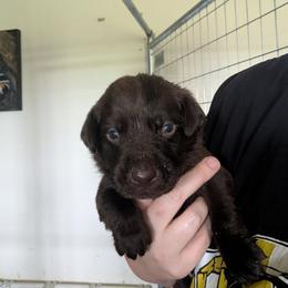 Gauge (Kelly Green Collar) - Chocolate male Labrador Retriever puppy in Commerce, Oklahoma from Standing Water Kennels