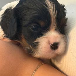 Rip - Tri-color male Cavalier King Charles Spaniel puppy in Kirksville, Missouri from Royal Country Cavaliers of Missouri