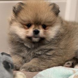 Mia - Cream sable female Pomeranian puppy in Newport Beach, California from Exotic City Pomeranians and chihuahuas