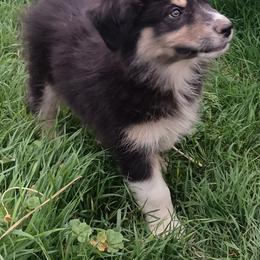 Chase - Black tri-color male Australian Shepherd puppy in Ontario, Oregon from Eagle Valley Australian Shepherds