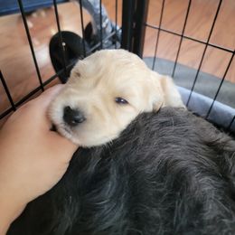 Boy 1 - Goldendoodle puppy in Orlando, Florida from Rae's Littles