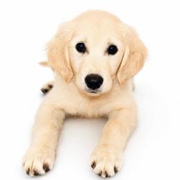 Aurora - Light golden female Golden Retriever puppy in Chicago, Illinois from Urbane Retrievers