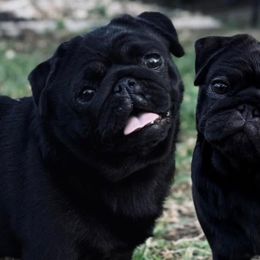 Pugs from K Kennel