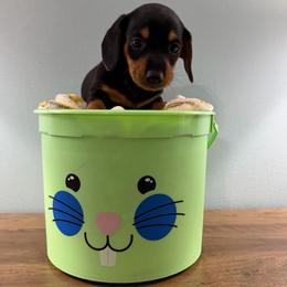 Chai (Frankie) - Black and tan male Dachshund puppy in Live Oak, Florida from Johnson’s Weiner Farm