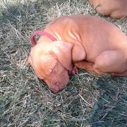 Vizsla Puppies from Pheasant Poppers Vizslas