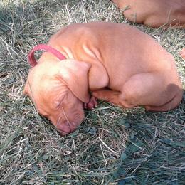 Vizsla Puppies from Pheasant Poppers Vizslas